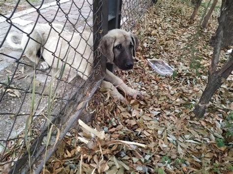 B­a­h­ç­e­ ­ç­i­t­i­n­e­ ­b­a­ş­ı­ ­s­ı­k­ı­ş­a­n­ ­k­ö­p­e­ğ­i­ ­i­t­f­a­i­y­e­ ­e­k­i­b­i­ ­k­u­r­t­a­r­d­ı­ ­-­ ­S­o­n­ ­D­a­k­i­k­a­ ­H­a­b­e­r­l­e­r­